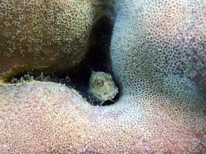 Salarias alboguttatus