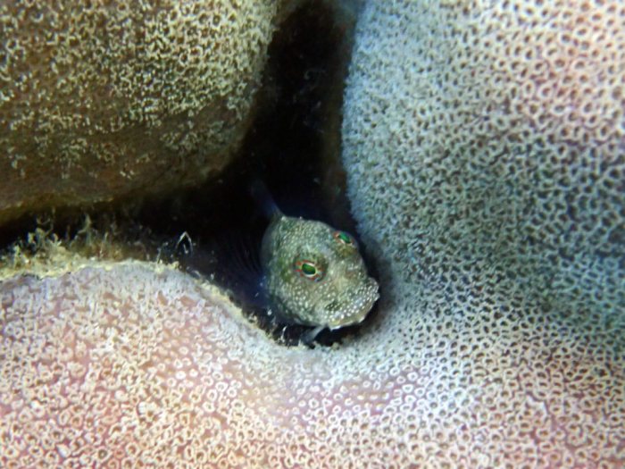 Salarias alboguttatus