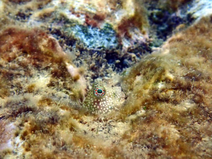 Crossosalarias macrospilus