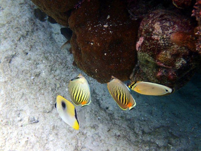 Chaetodon pelewensis
