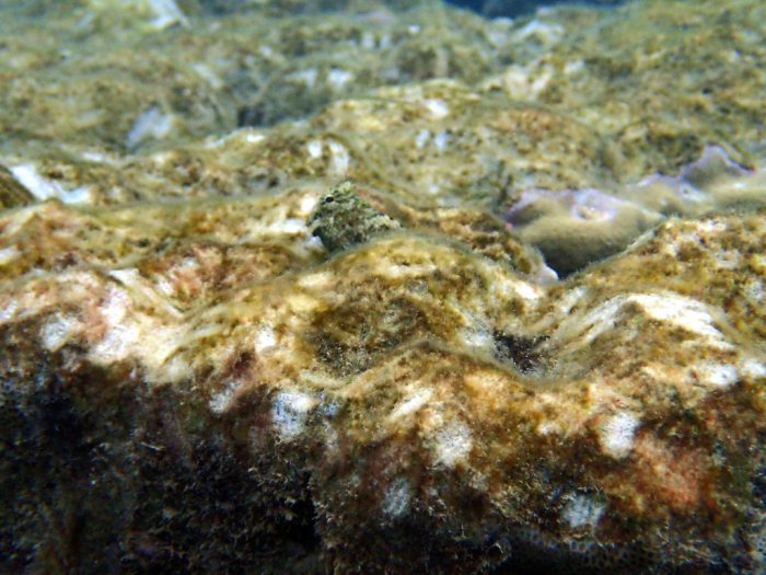 Salarias fasciatus