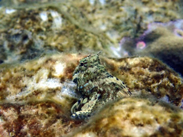 Salarias fasciatus