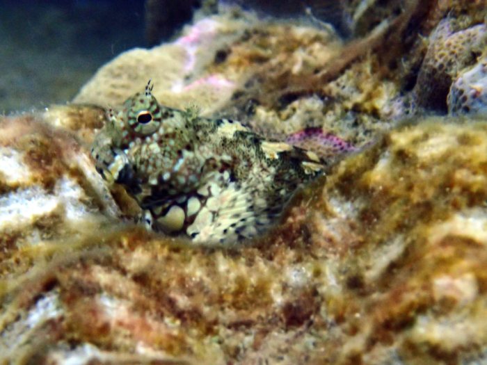 Salarias fasciatus