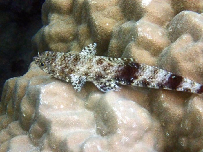 Saurida gracilis
