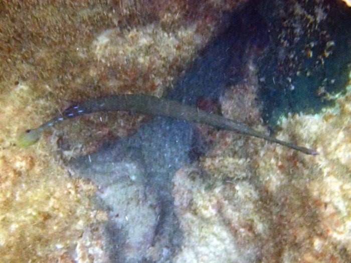 Aulostomus chinensis