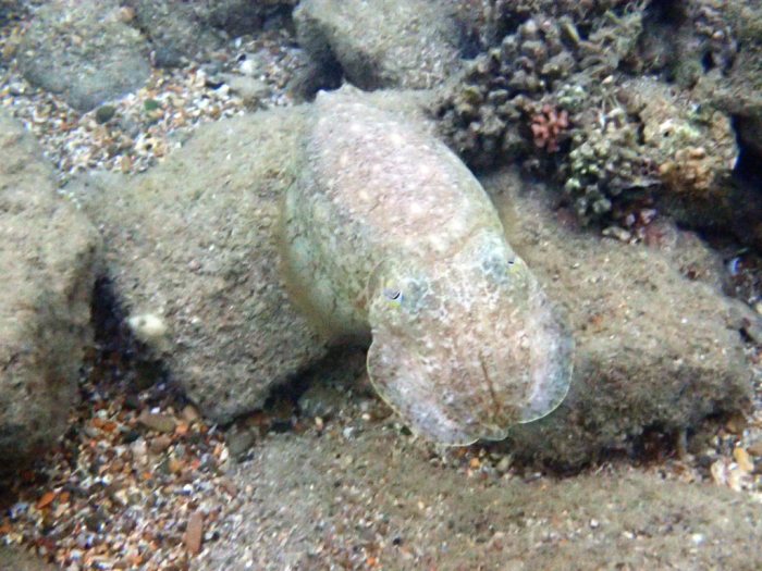 Seiche (Sepia latimanus)