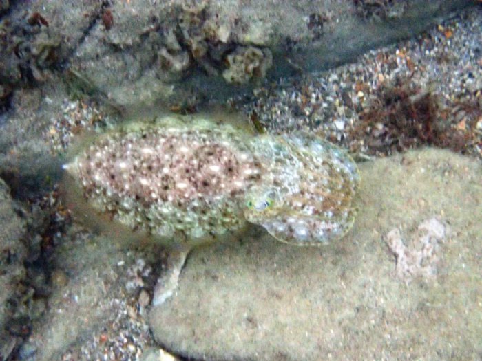 Seiche (Sepia latimanus)