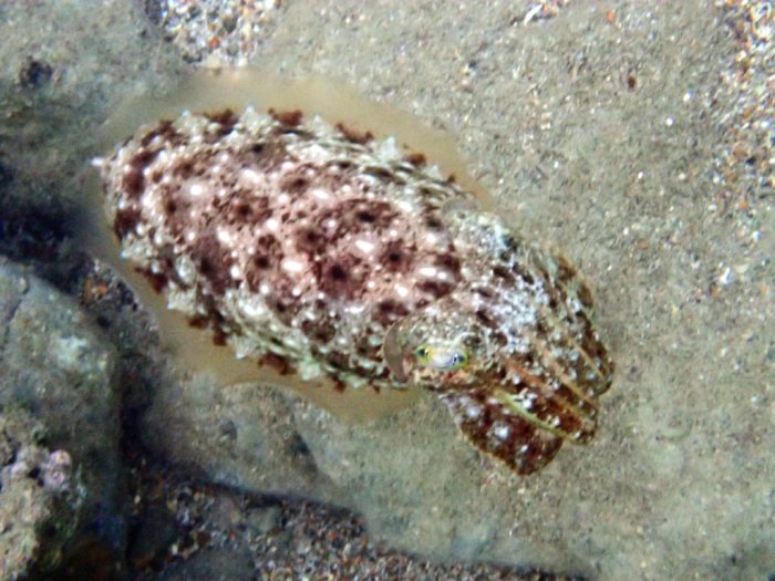 Seiche (Sepia latimanus)