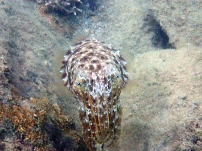 Seiche (Sepia latimanus)