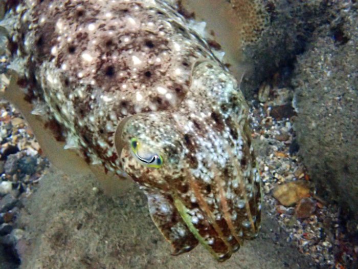 Seiche (Sepia latimanus)