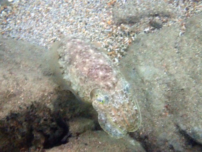 Seiche (Sepia latimanus)