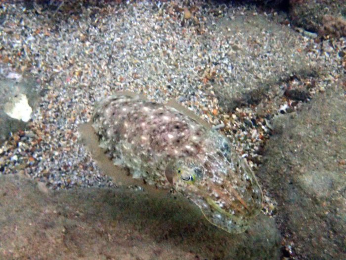 Seiche (Sepia latimanus)