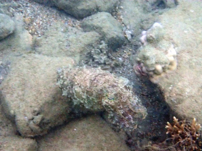 Seiche (Sepia latimanus)