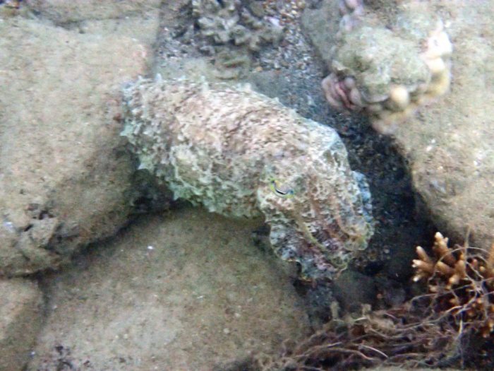 Seiche (Sepia latimanus)