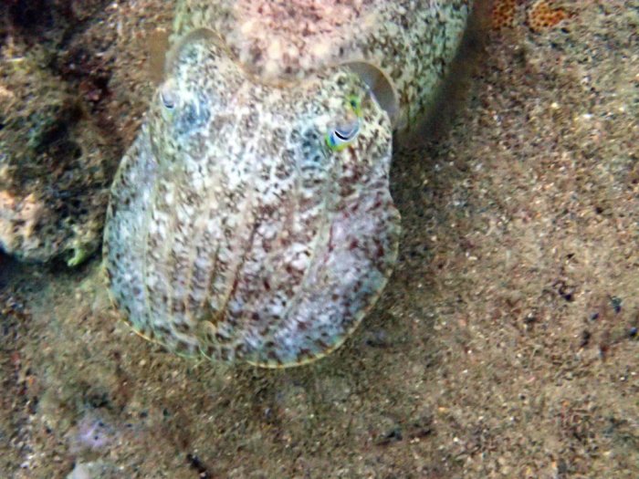 Seiche (Sepia latimanus)