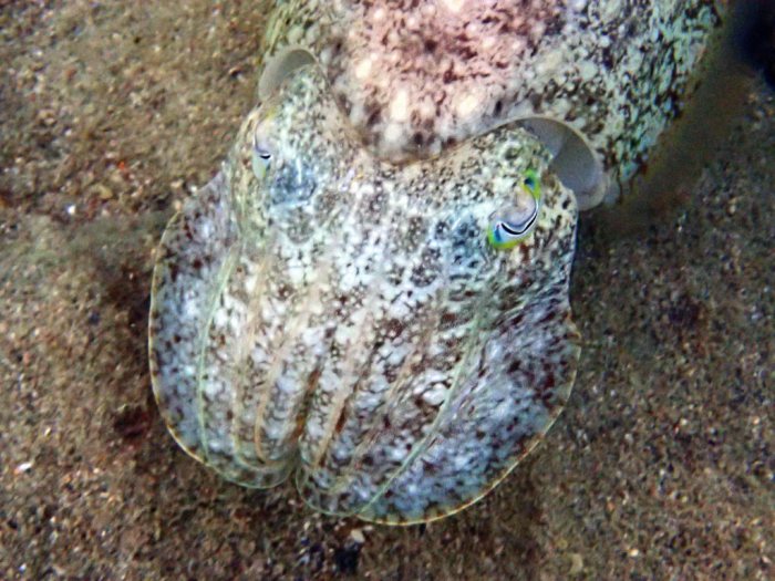 Seiche (Sepia latimanus)