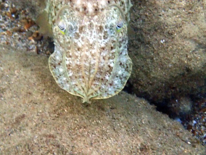 Seiche (Sepia latimanus)