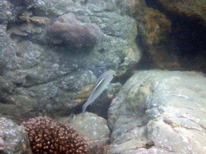 Scolopsis ciliata