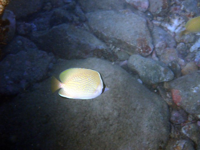 Chaetodon citrinellus
