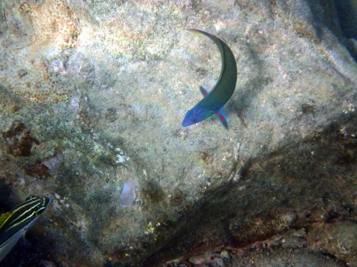Thalassoma lunare