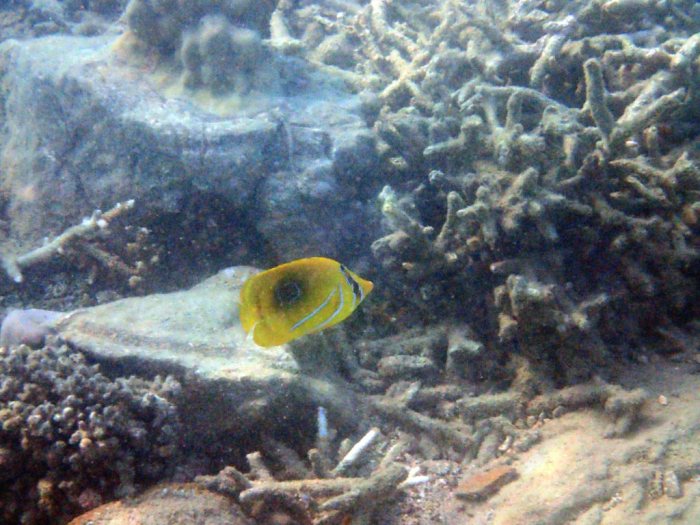 Chaetodon bennetti