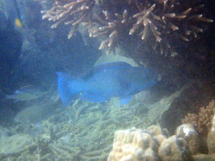 Chlorurus microrhinos