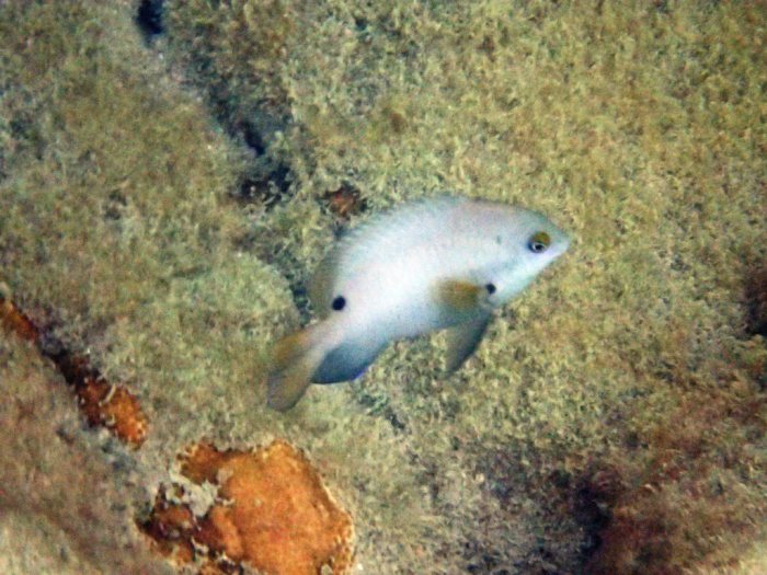 Stegastes nigricans