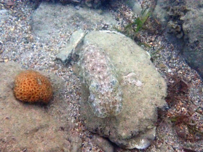 Seiche (Sepia latimanus)