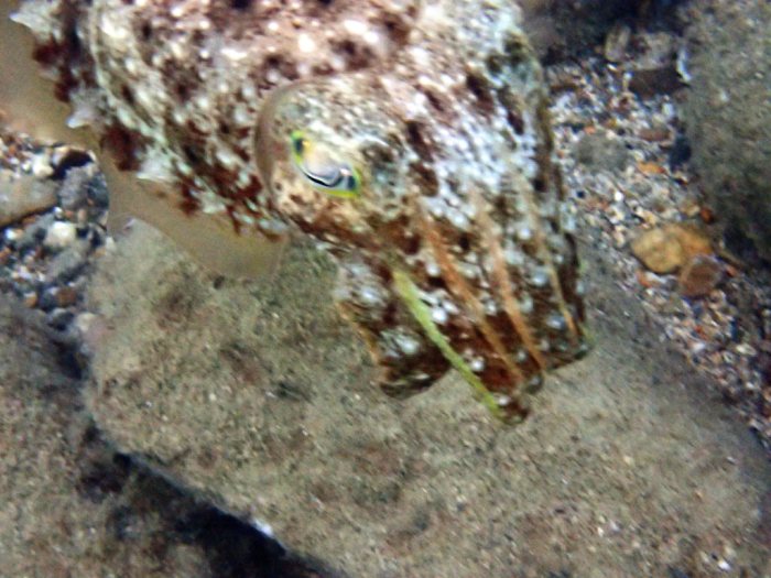 Seiche (Sepia latimanus)
