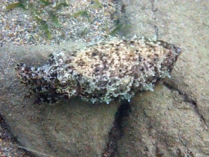 Seiche (Sepia latimanus)