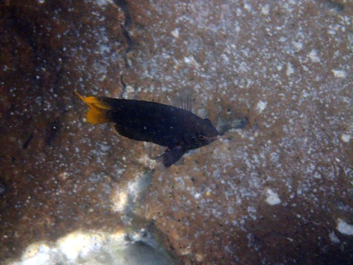 Neoglyphidodon nigroris