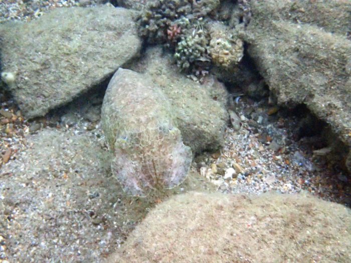 Seiche (Sepia latimanus)