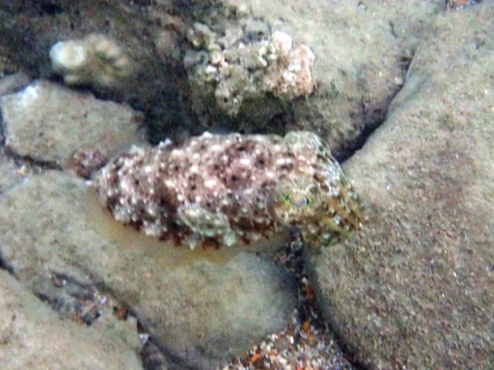 Seiche (Sepia latimanus)
