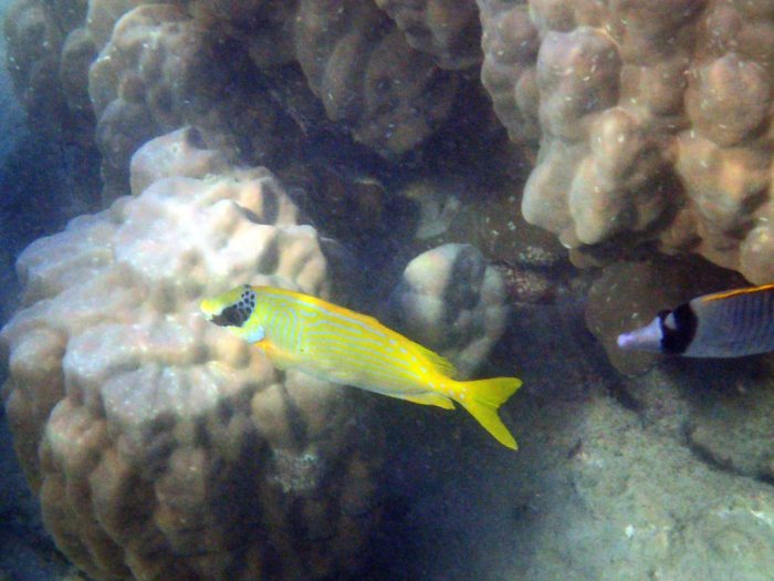 Siganus puellus