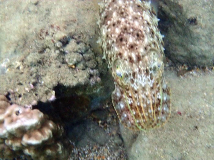 Seiche (Sepia latimanus)