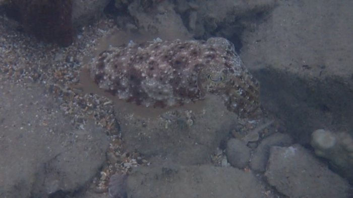 Seiche (Sepia latimanus)