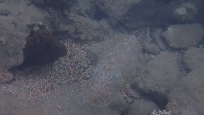 Seiche (Sepia latimanus)