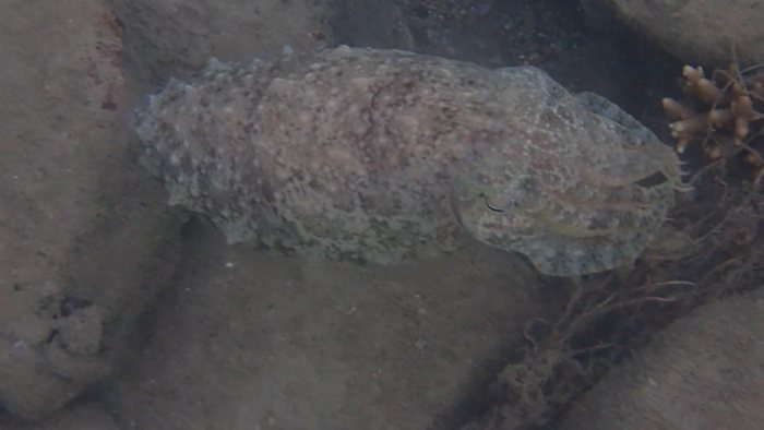 Seiche (Sepia latimanus)