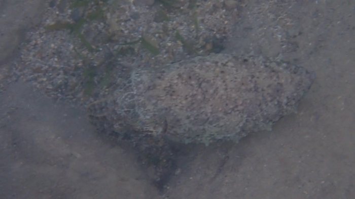Seiche (Sepia latimanus)