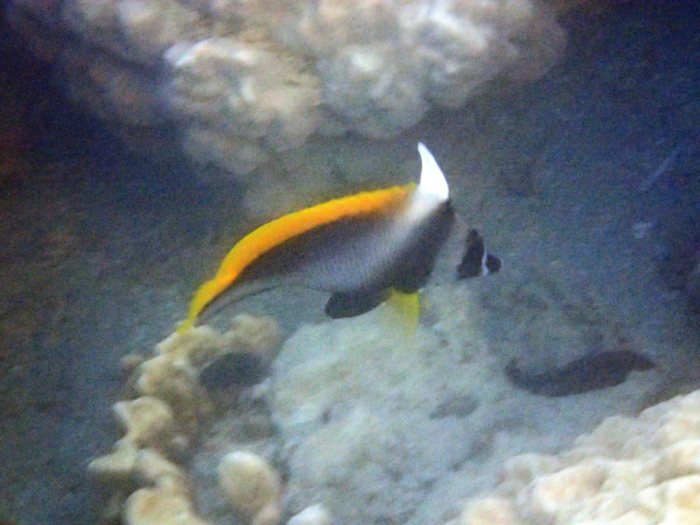 Heniochus singularius