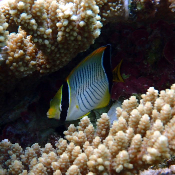 Chaetodon trifascialis