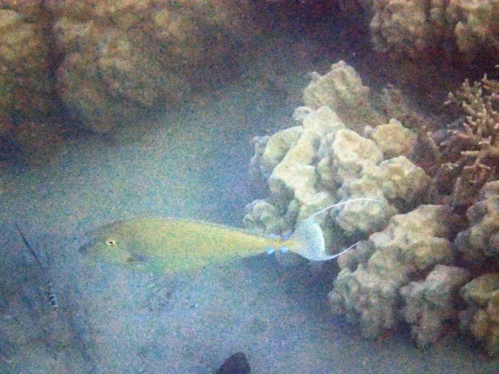 Naso unicornis