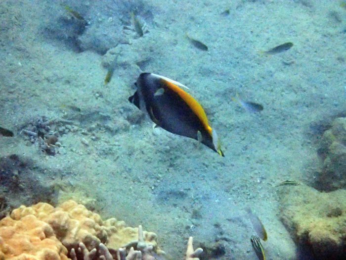 Heniochus singularius