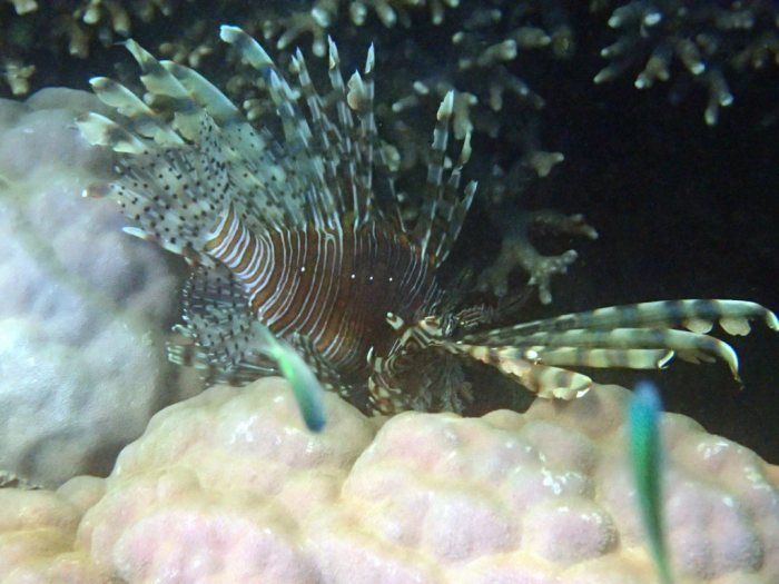 Poisson-scorpion