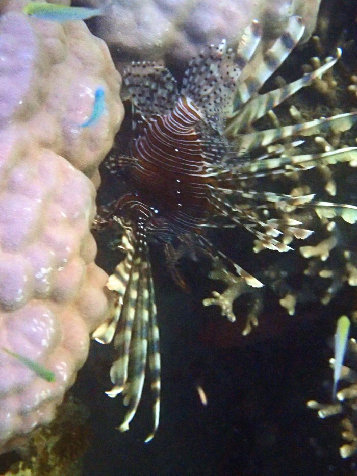 Poisson-scorpion