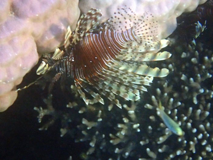Poisson-scorpion
