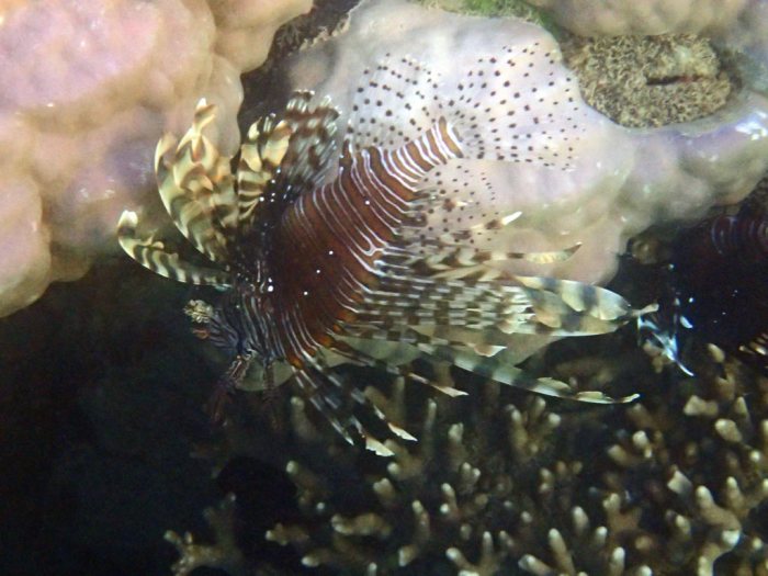 Poisson-scorpion