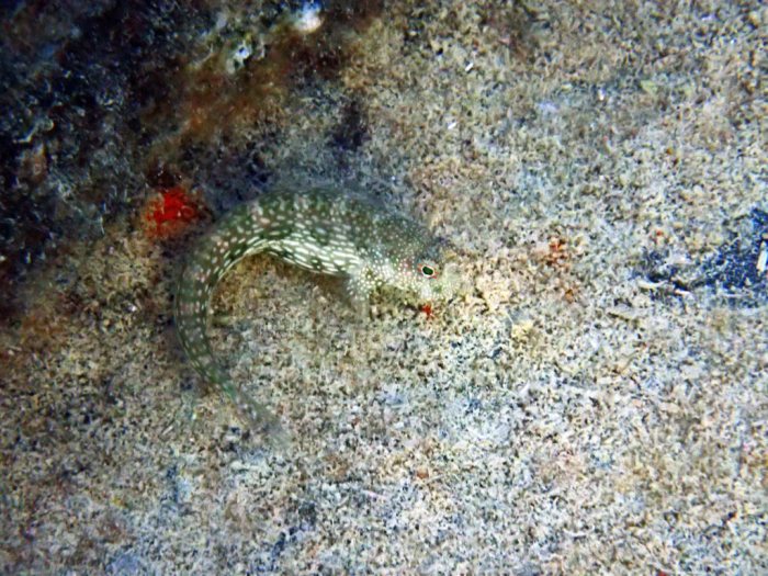 Salarias alboguttatus