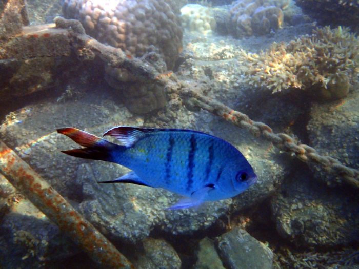 Abudefduf whitleyi