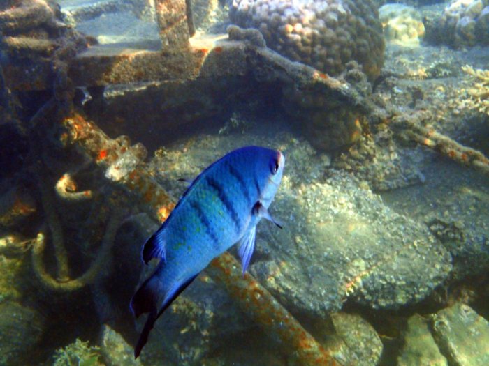 Abudefduf whitleyi